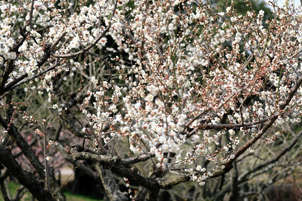 まだ見頃を迎えない梅の花たち＃１０