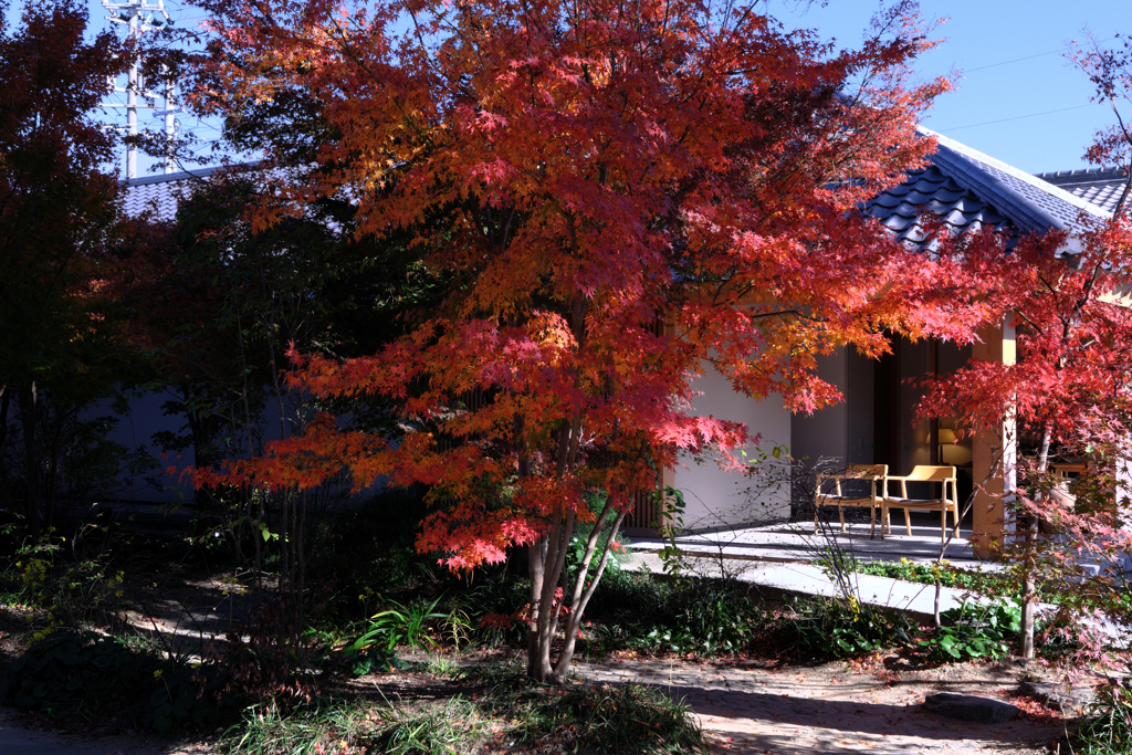 一色町・普元寺の紅葉＃３