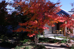 一色町・普元寺の紅葉＃３