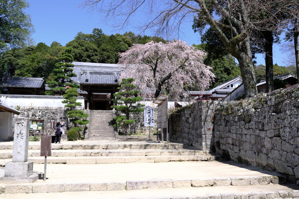 松平郷・高月院の枝垂れサクラ＃１