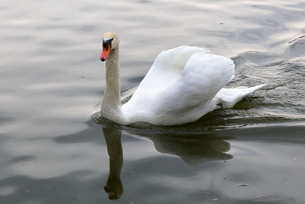 岡崎南公園に居る白鳥とカモたち！＃３
