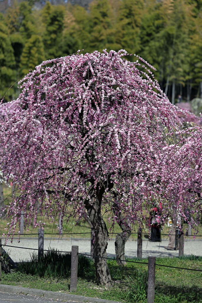 枝垂れサクラが満開＃１５