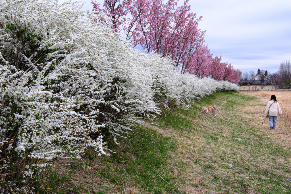 見頃を迎えた陽光サクラ＃８