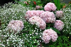 季節を先取りする花たち＃４