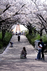 明石公園のサクラとおとぎ列車＃９