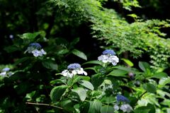 梅雨の晴れ間に出会った花たち＃４
