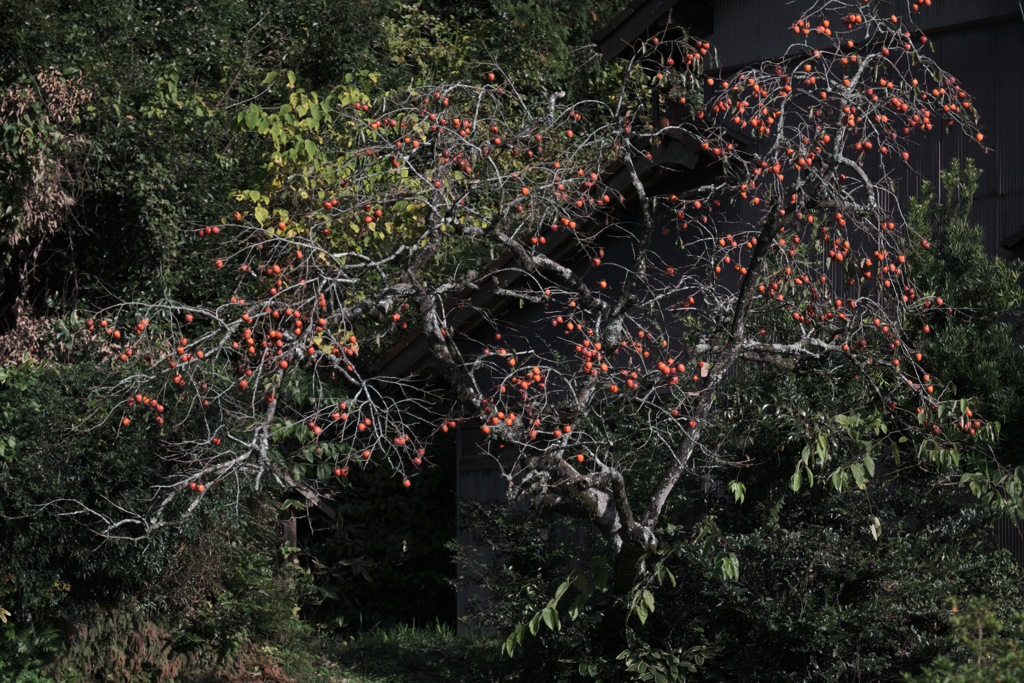 晩秋の紅葉撮影・松平郷＃９