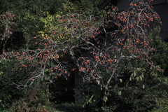 晩秋の紅葉撮影・松平郷#9