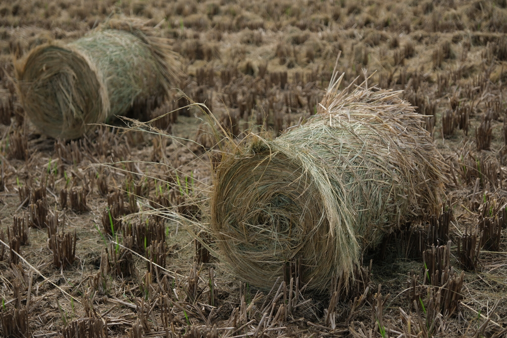 安城市で見掛けたわらロールのある情景＃９