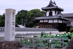 本證寺のハスの花#1