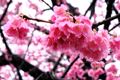 雨上がりの寒緋サクラと野鳥たち＃２
