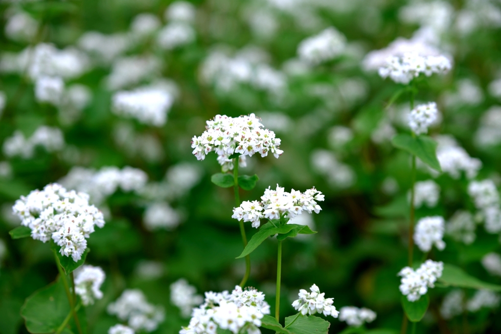 季節外れの早咲きソバの花＃２
