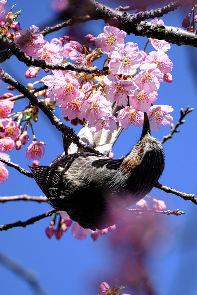 河津桜とヒヨドリさん＃５
