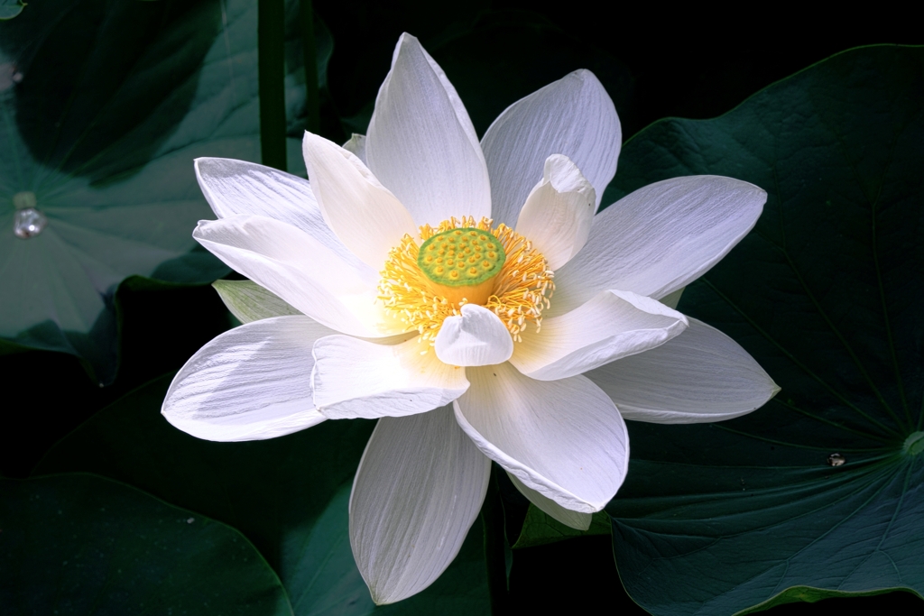 本證寺のハスの花＃９