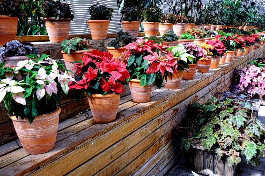 なばなの里・ベゴニアガーデン＃８