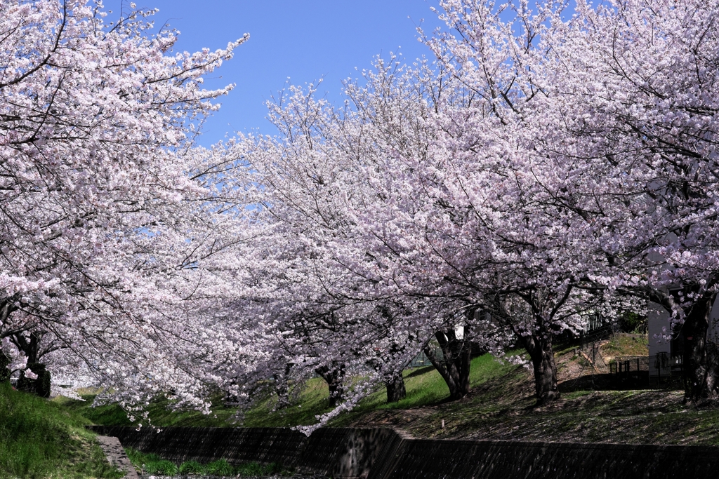 圧巻な水無瀬川のサクラ並木＃１０