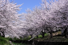 圧巻な水無瀬川のサクラ並木＃１０