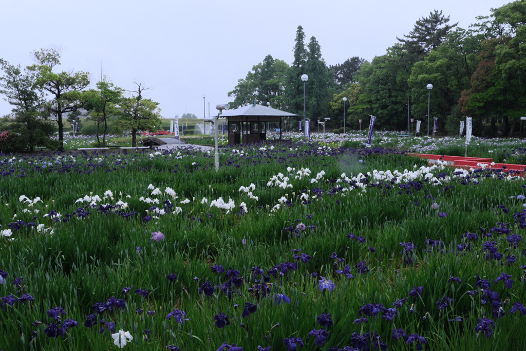 雨降りの花菖蒲撮影＃１