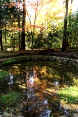 晩秋の紅葉撮影・雲興寺#8