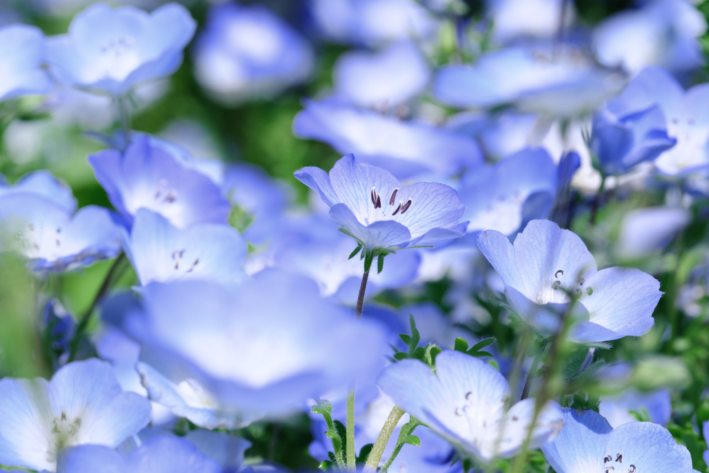 春を彩るネモフィラ＃８