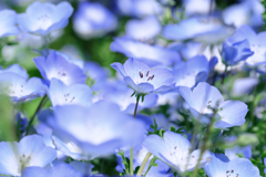 春を彩るネモフィラ#8