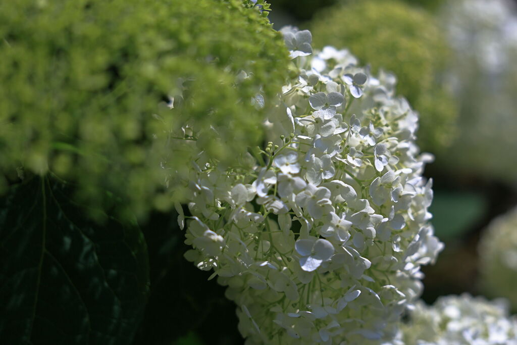 紫陽花が咲き始めた＃８