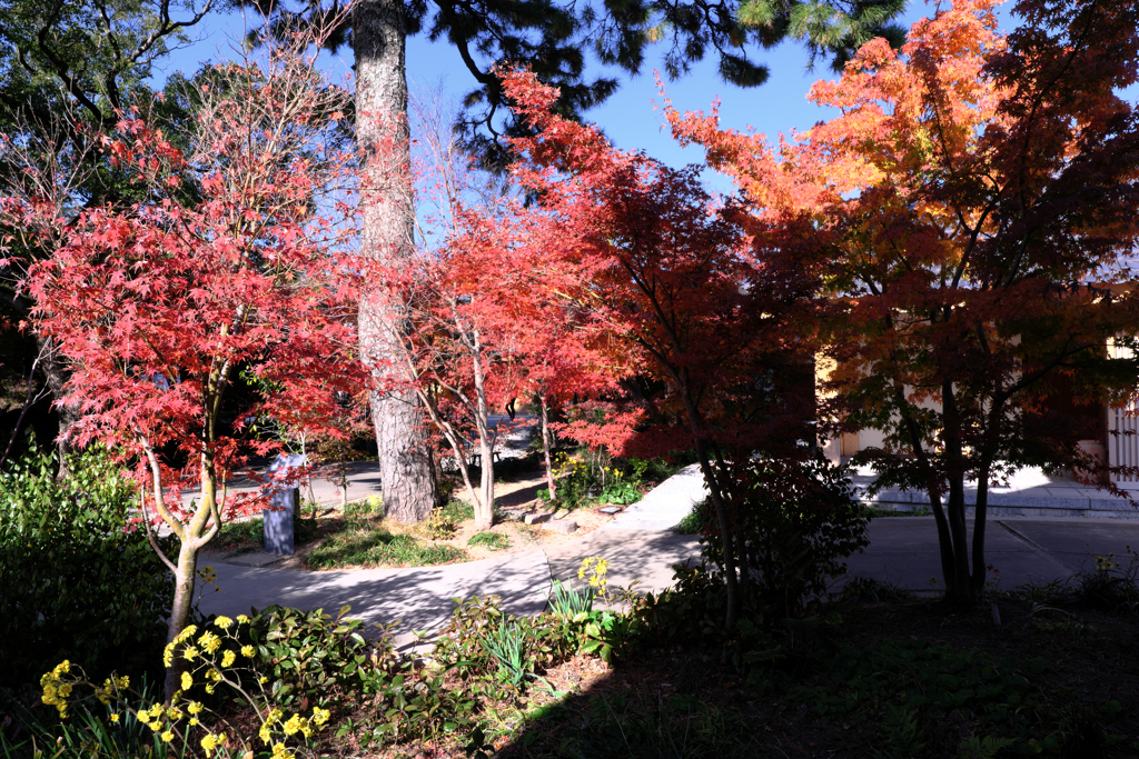 一色町・普元寺の紅葉＃１０