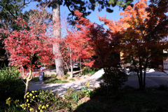 一色町・普元寺の紅葉＃１０