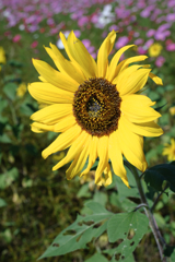 季節外れの向日葵とコスモスのコラボ＃３