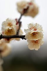 やっと咲き始めた梅の花＃５