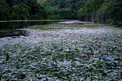 岡崎の大正池こと小呂池#1