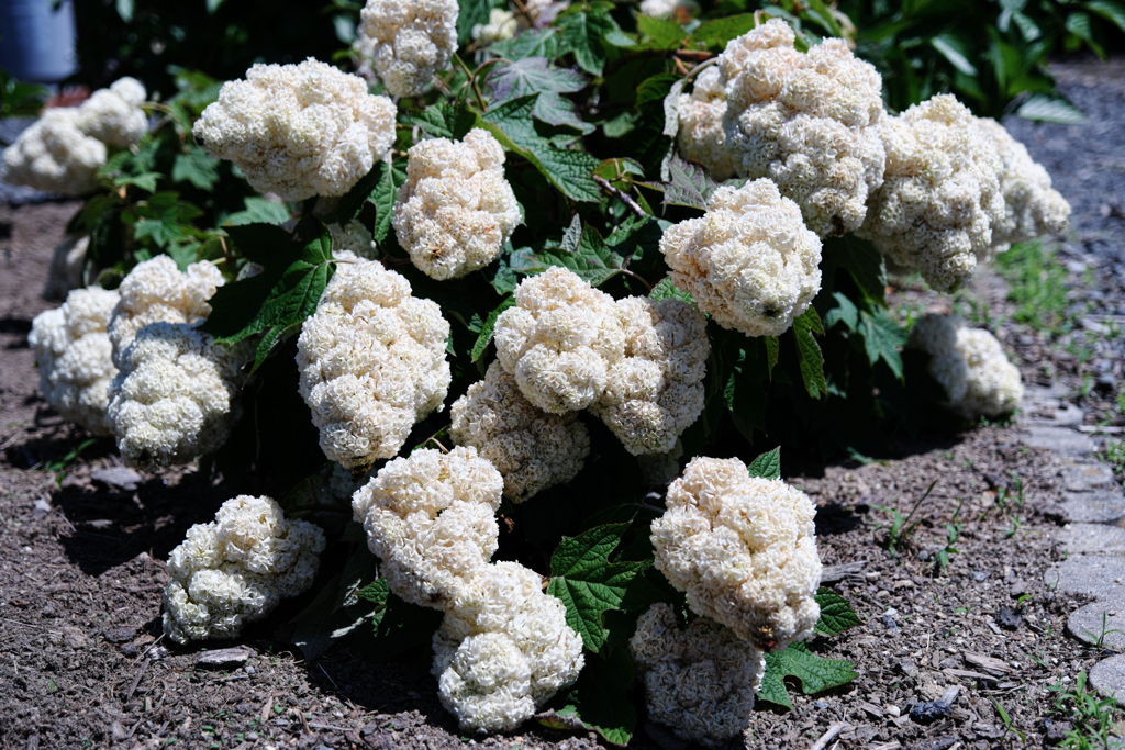 隣街の小さなお寺の紫陽花＃３