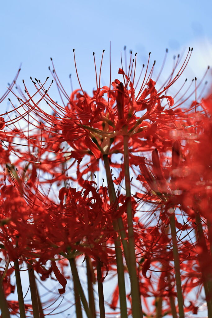 逢妻女川の彼岸花＃２