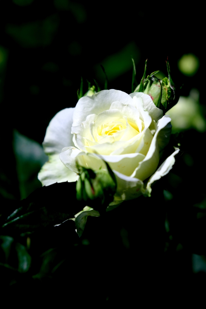 ミササガパークの薔薇が見頃＃２