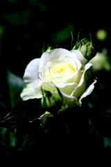 ミササガパークの薔薇が見頃＃２