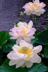 水辺公園の蓮の花＃６