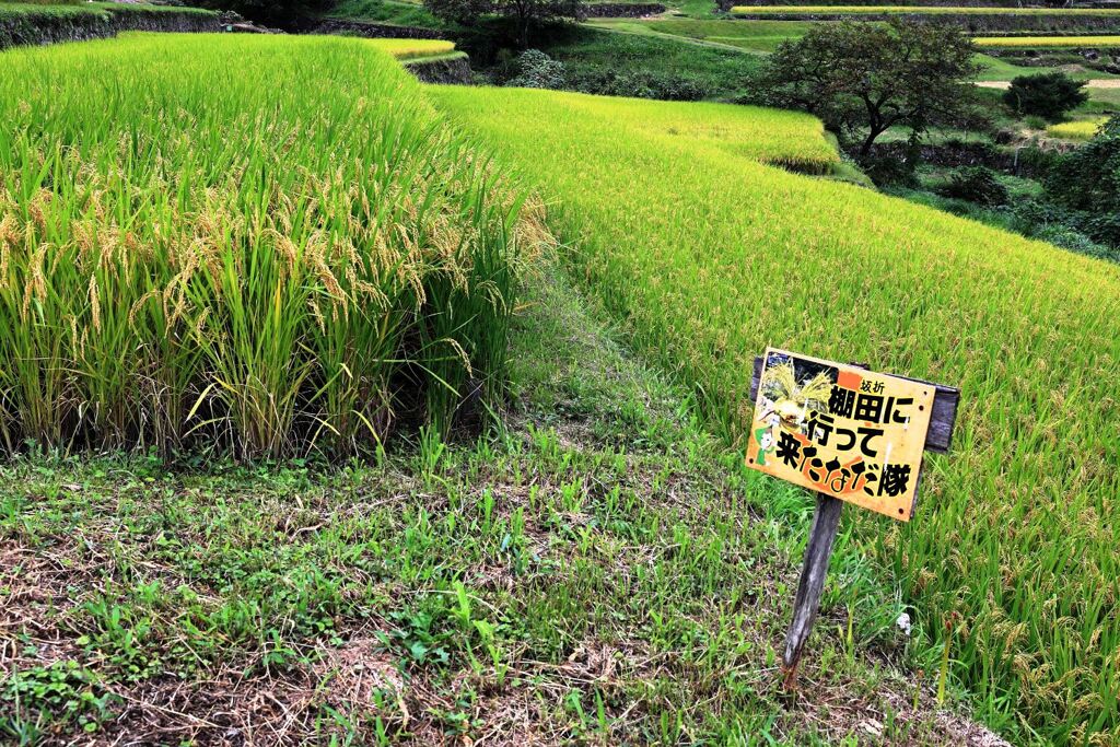 収穫を迎えた恵那市の坂折棚田＃６