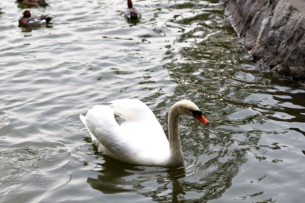 岡崎南公園に居る白鳥とカモたち！＃７