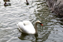 岡崎南公園に居る白鳥とカモたち！＃７