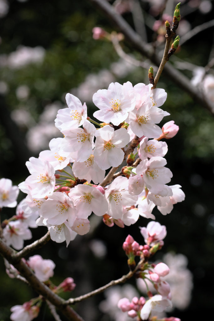 近所の神社で咲き始めたサクラたち＃１