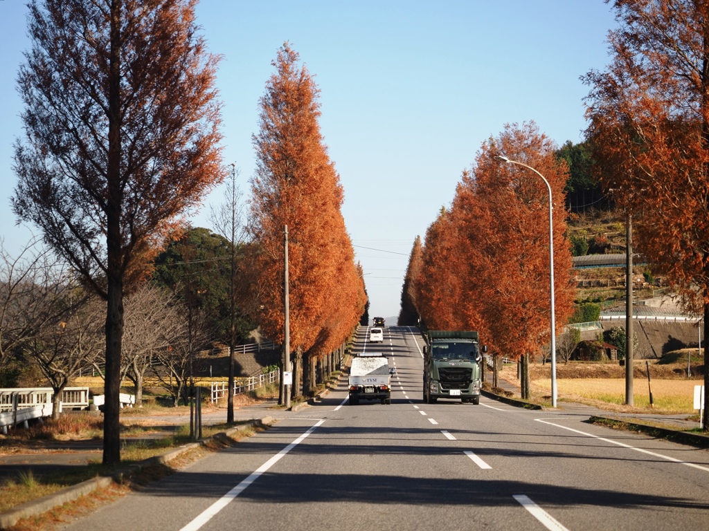 幸田町のメタセコイア並木＃１