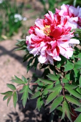 見頃を迎えた花牡丹#5