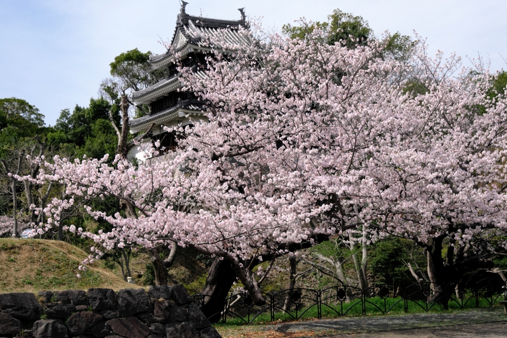 散り始めた西尾歴史公園のサクラ＃２