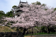 散り始めた西尾歴史公園のサクラ＃２