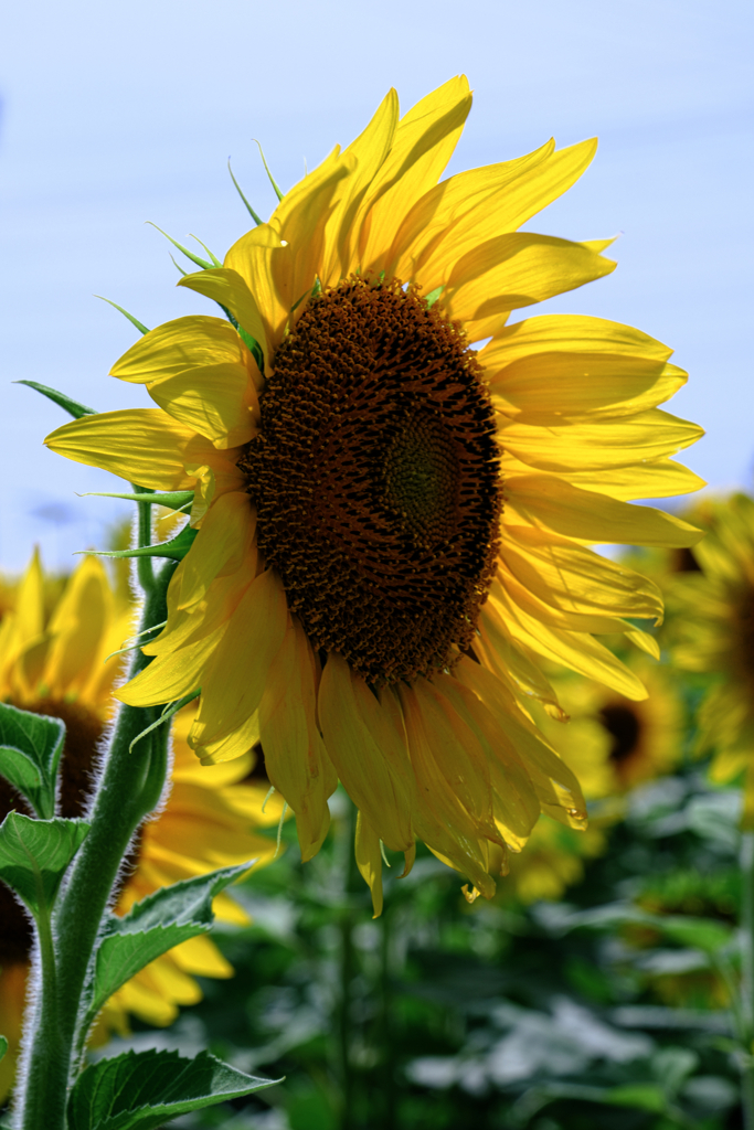 早咲きの向日葵が満開＃５