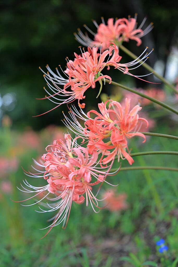 五分咲きを迎えたリコリスの花＃１