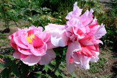 見頃を迎えた牡丹の花#8