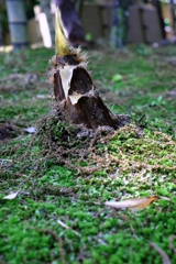 新緑が眩しい丈山苑＃９