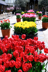 なばなの里チューリップ＃１０