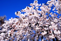 専修坊の枝垂れサクラ満開＃８